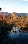 Foliage near Mt. Monadnock, New Hampshire; fall '00